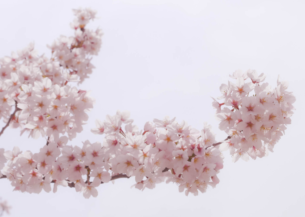 桜色フィルター