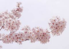 桜色フィルター