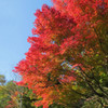 紅、映ゆる