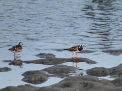 キョウジョシギ初撮り