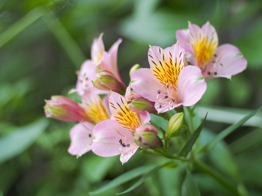 虎模様の花びら By りんごろう Id 写真共有サイト Photohito