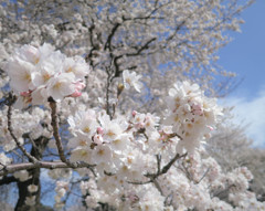 コンパクトデジカメ(コンデジ)で桜を愛でる１