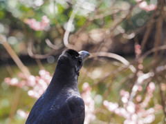 梅を愛でるカラスくん