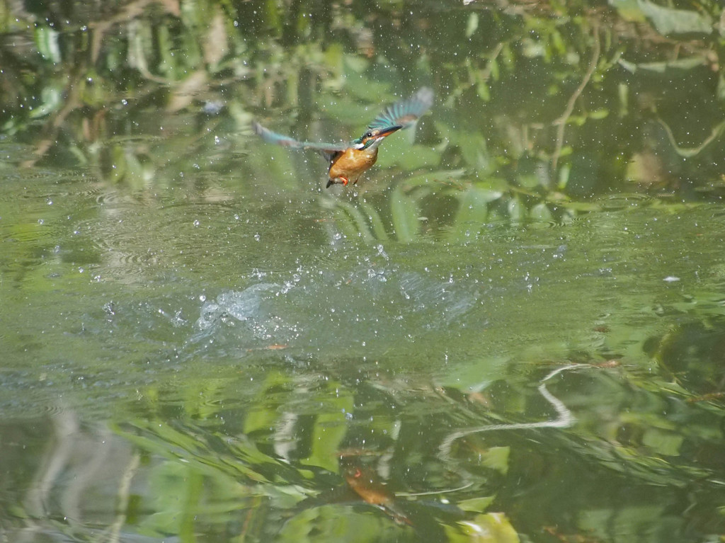 カワセミ、離脱！