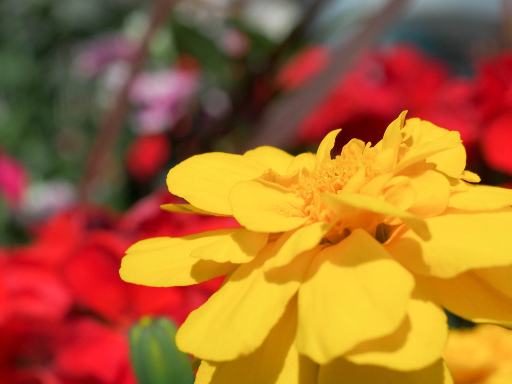 鮮やかな色の季節