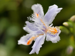 シャガの花