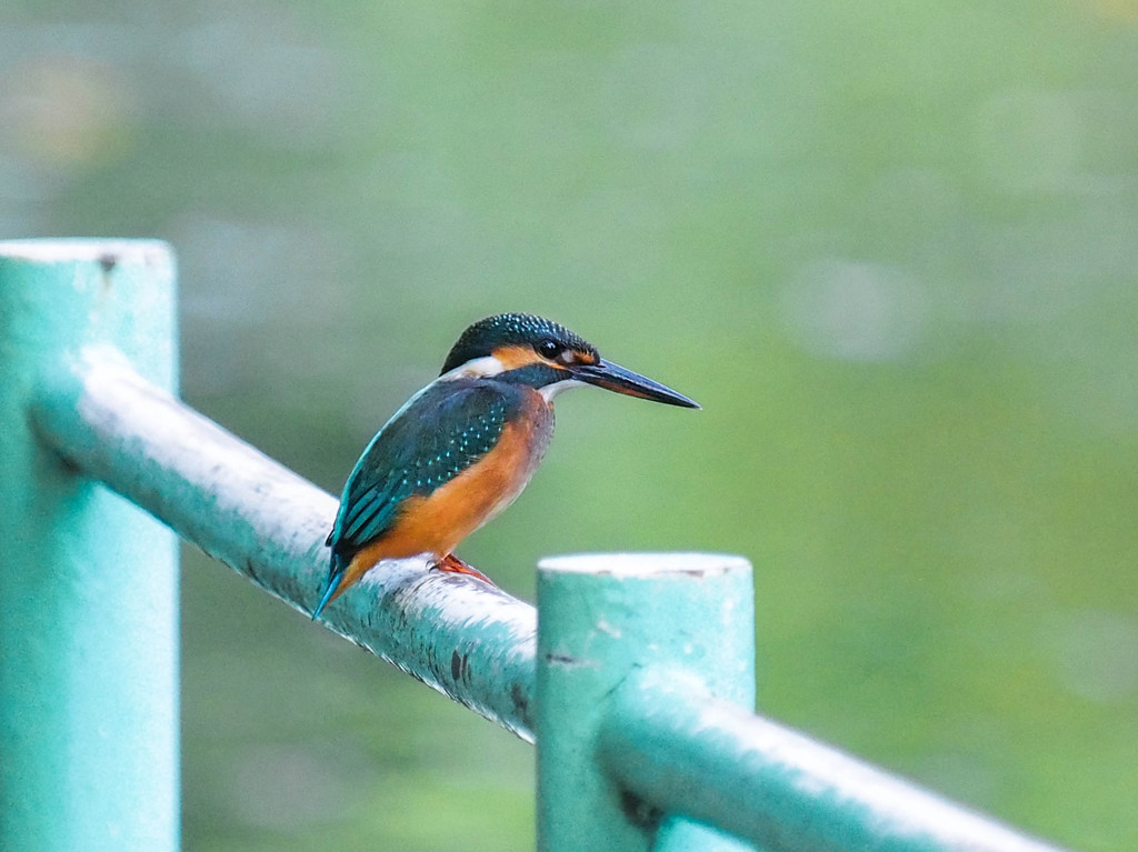 カワセミ、鉄の柵から魚を狙う