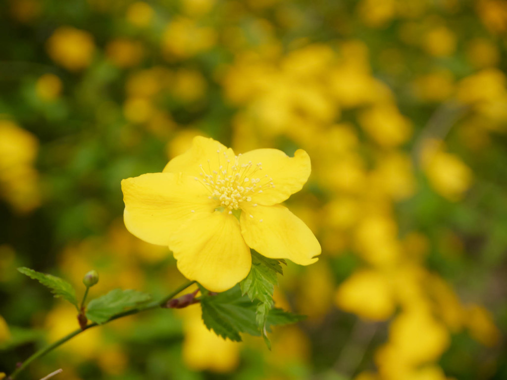 ヤマブキでレンズ比較 LUMIX PZ 14-42mm/3.5-5.6