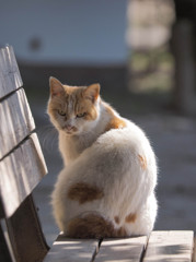 目つきの悪い猫さん