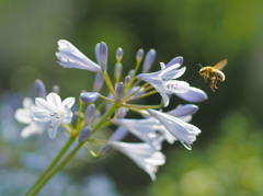 ミツバチとアガパンサスの対話