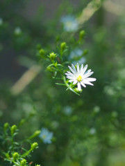 白い花一輪