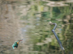 カワセミ飛翔高速連写１
