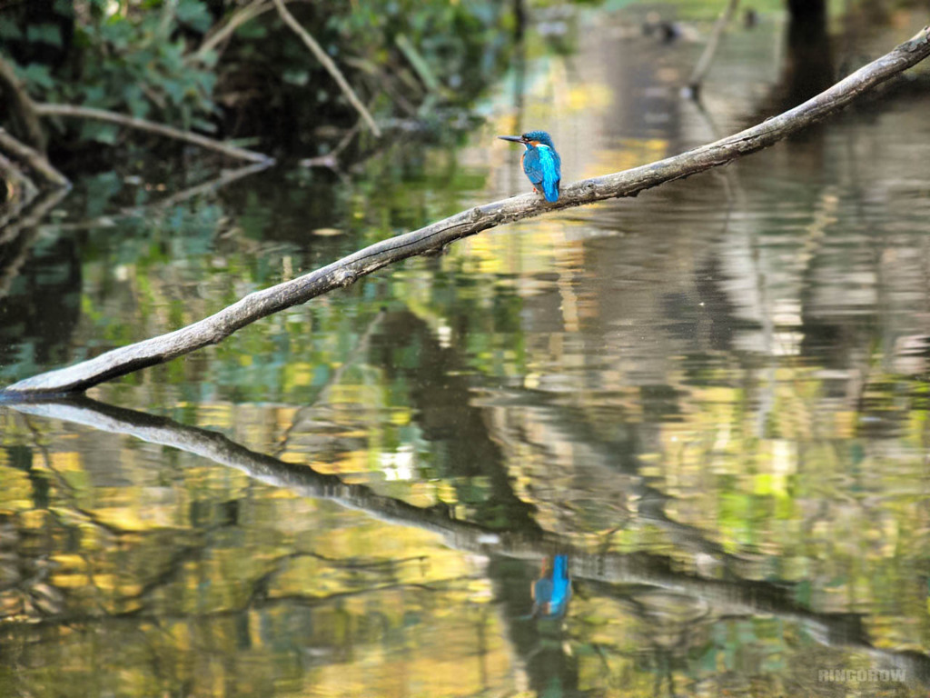 水面に映る青い背中