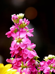 名を知らぬ花　02