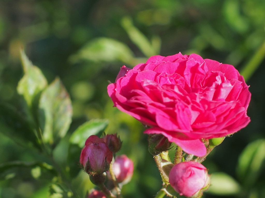 ZUIKO 50mm 1.8 MCで撮影