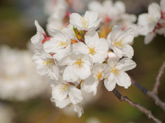 春桜