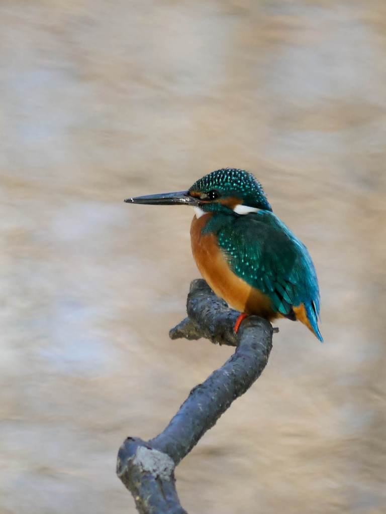 水面きらめくライティング