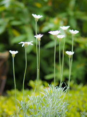 真っ直ぐ空に伸びる白い花たち