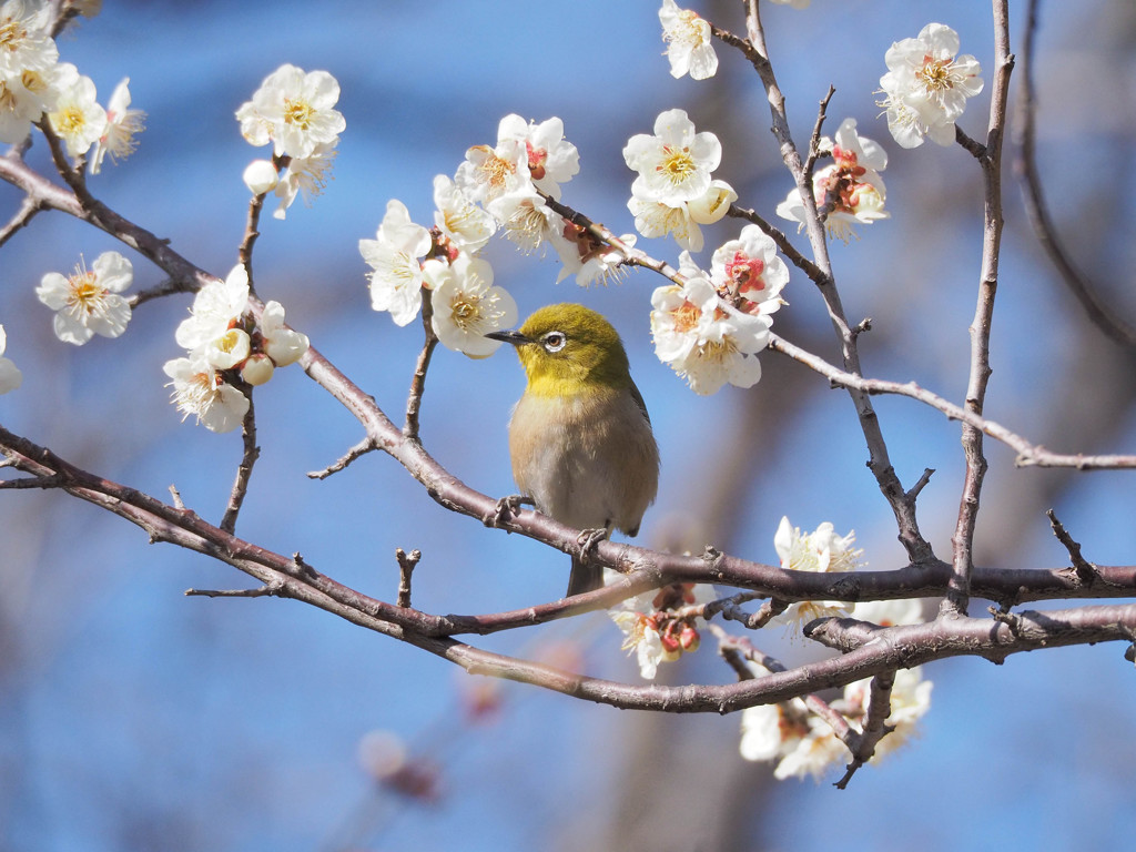 ウメジローです。