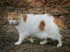 ブチねこ様のお通りだ～い！