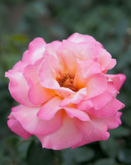 美しい薔薇、一輪