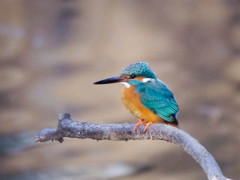 2013年　初カワセミくん