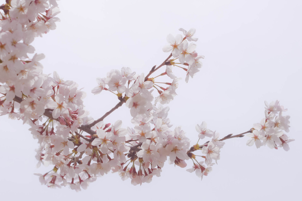 桜色フィルター2