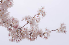 桜色フィルター2
