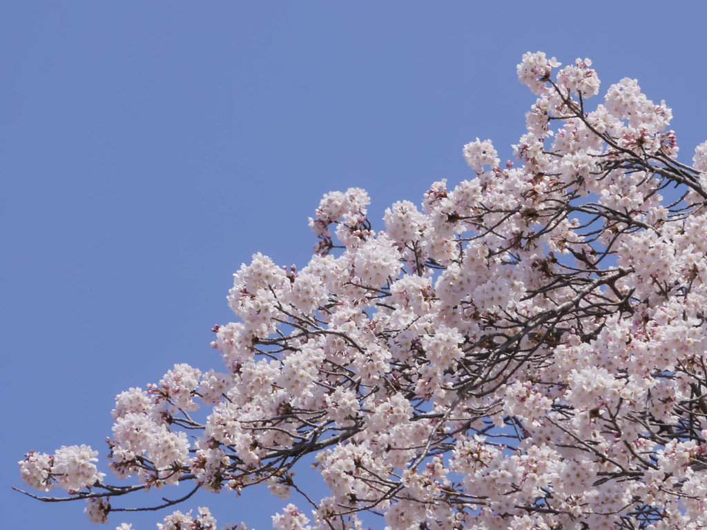 左に向かい咲き行く桜