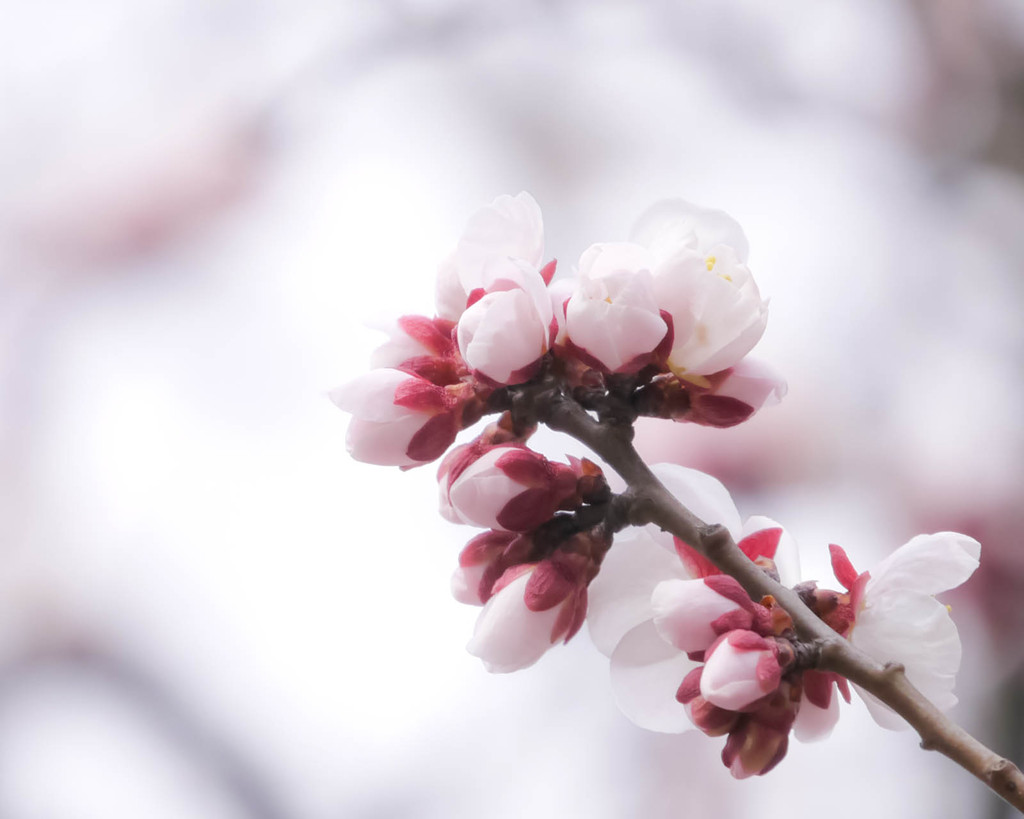 花咲く寸前の愛おしい姿