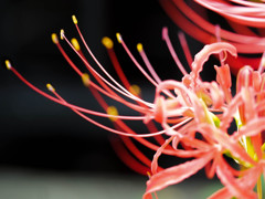 彼岸花の蕊