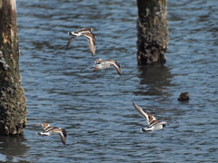 キョウジョシギ編隊飛行