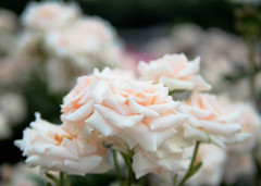 柔らかな薔薇