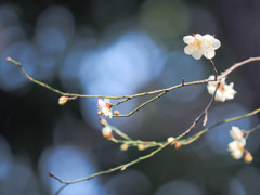 梅、侘しく