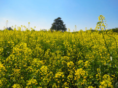菜の花畑の中に立つ