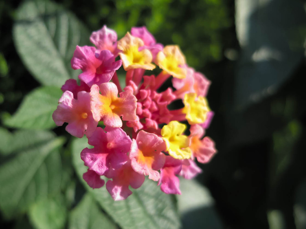 PowerShot S100でランタナを撮る１