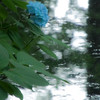 池の上でひとりぼっち