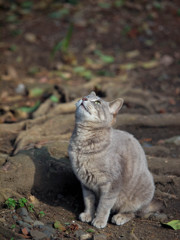 一心不乱に上を見ている猫さん