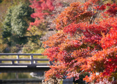 紅葉橋