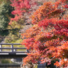 紅葉橋