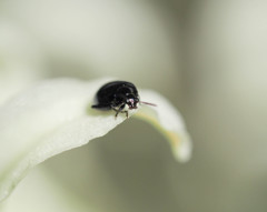 黒てんとう虫３