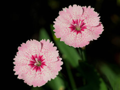 競い咲く姉妹花