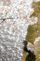 鴨と桜と小川のきらめき