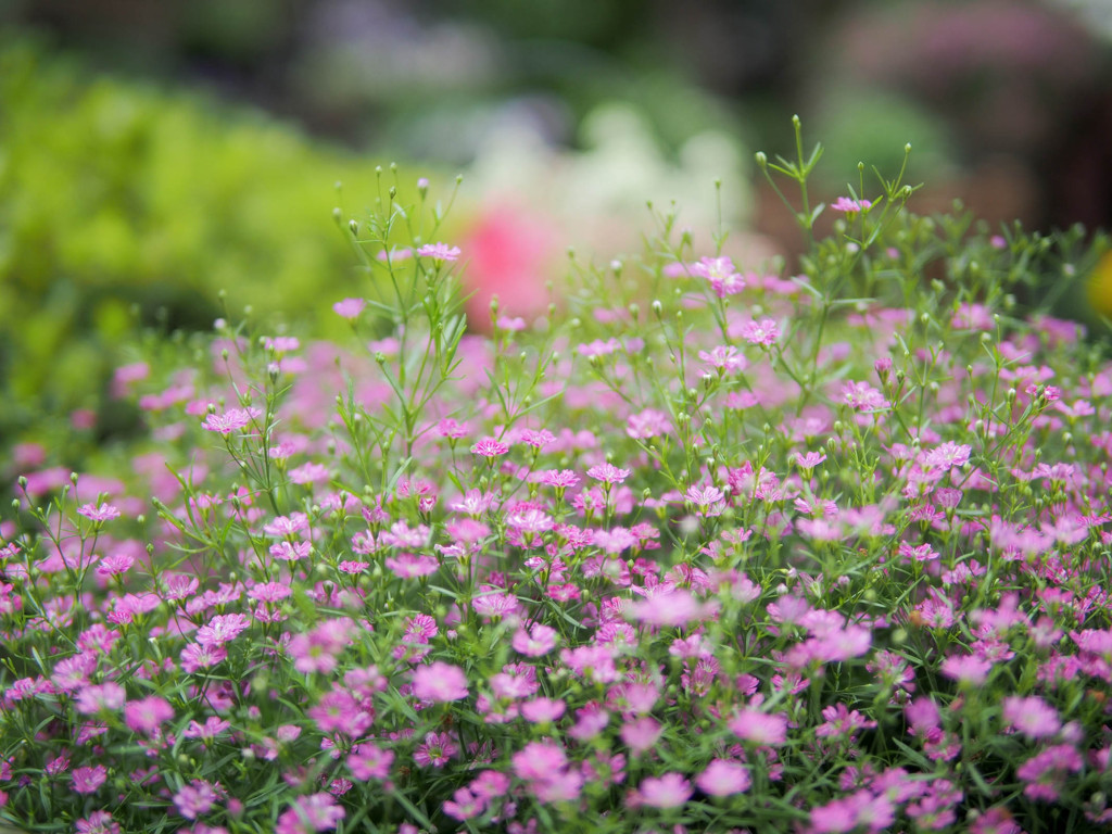 ある庭の花風景