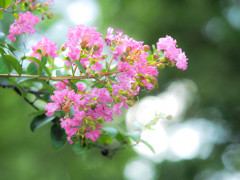 サルスベリの花、光と共に