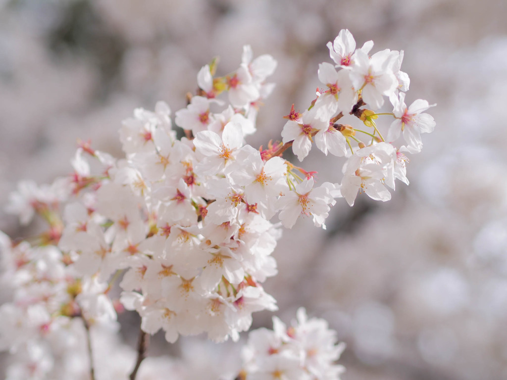 桜色、あふれる