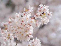 桜色、あふれる