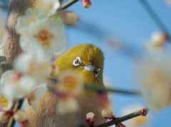 メジロに睨まれる