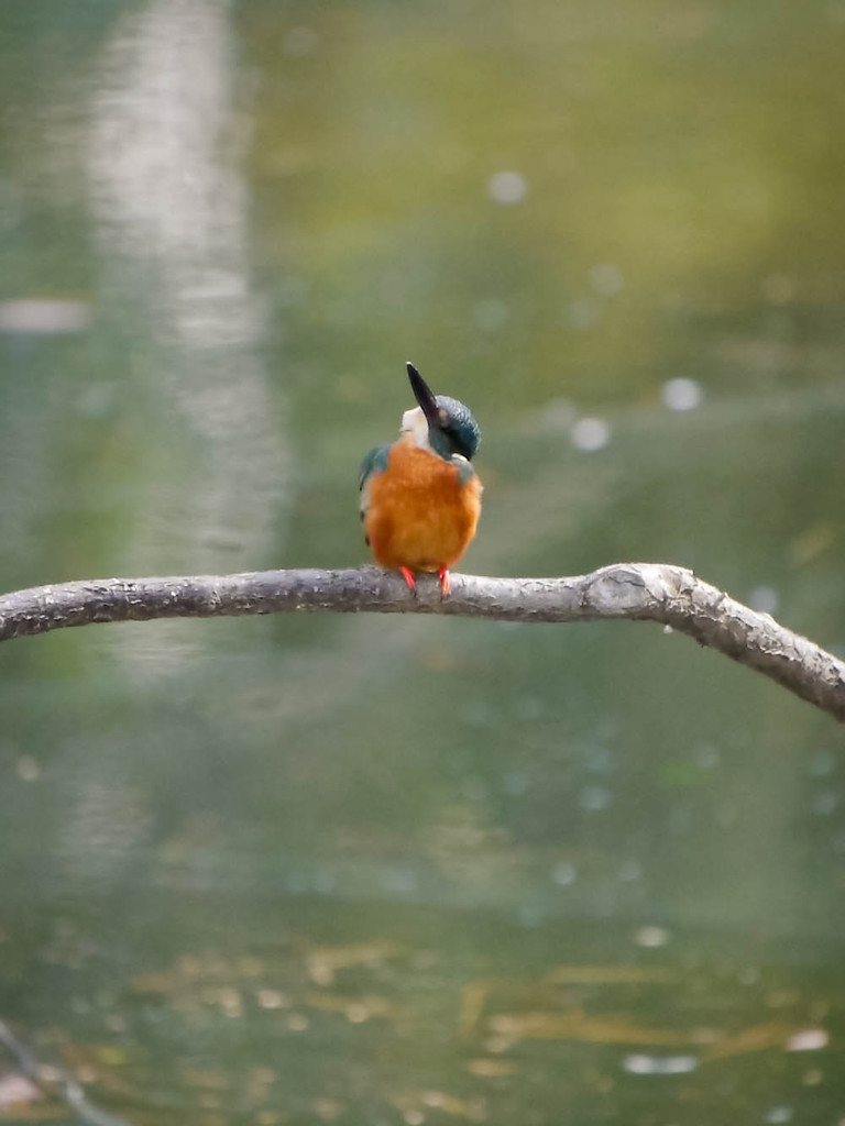カワセミのモノマネ