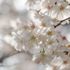 光に透けて輝く花たち